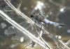 Orthetrum cancellatum